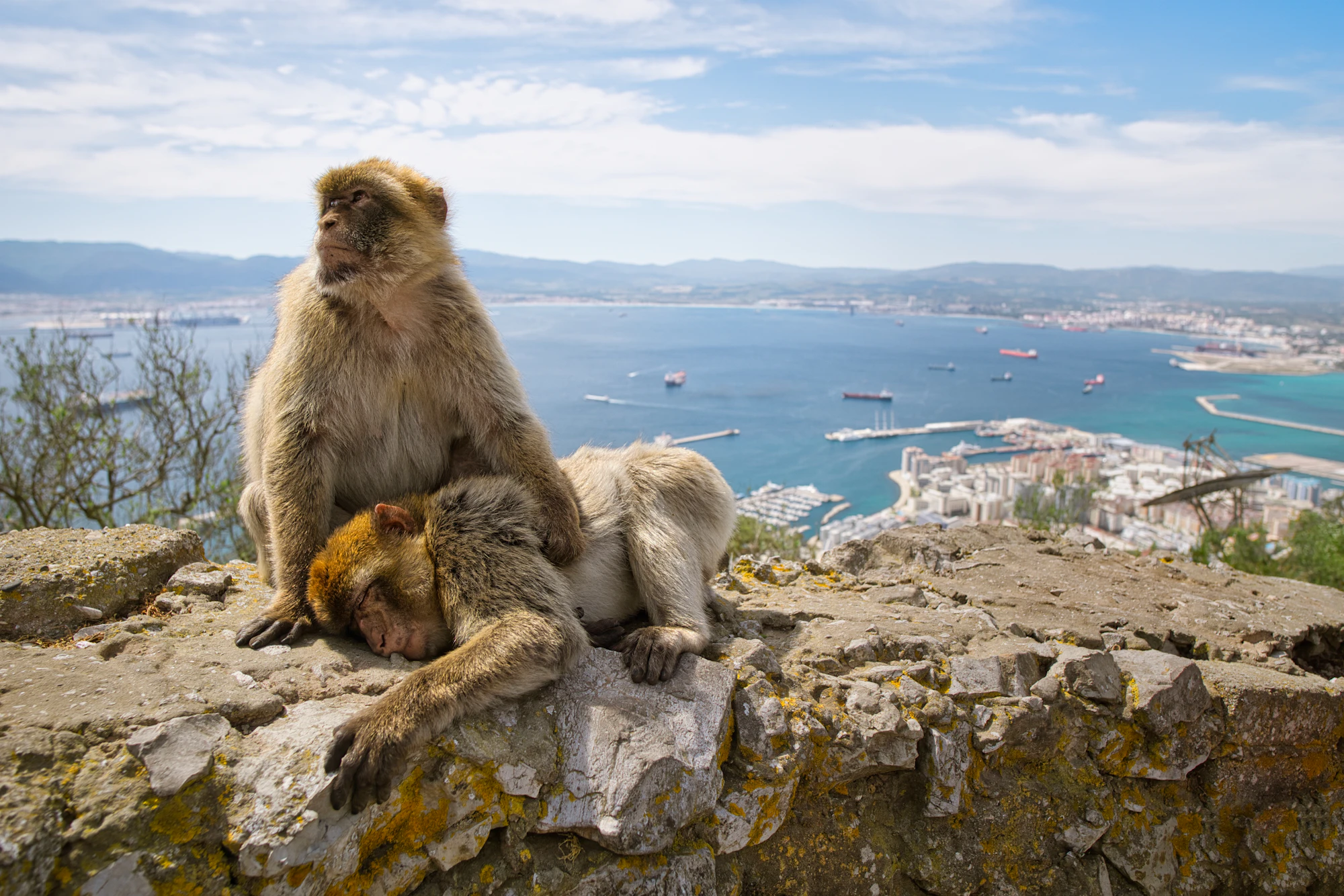 Two monkeys rest on a rock overlooking a bay.