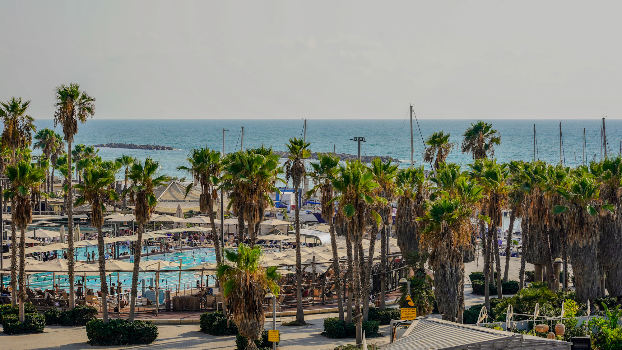 A view of a beach with palm trees and the ocean in the background