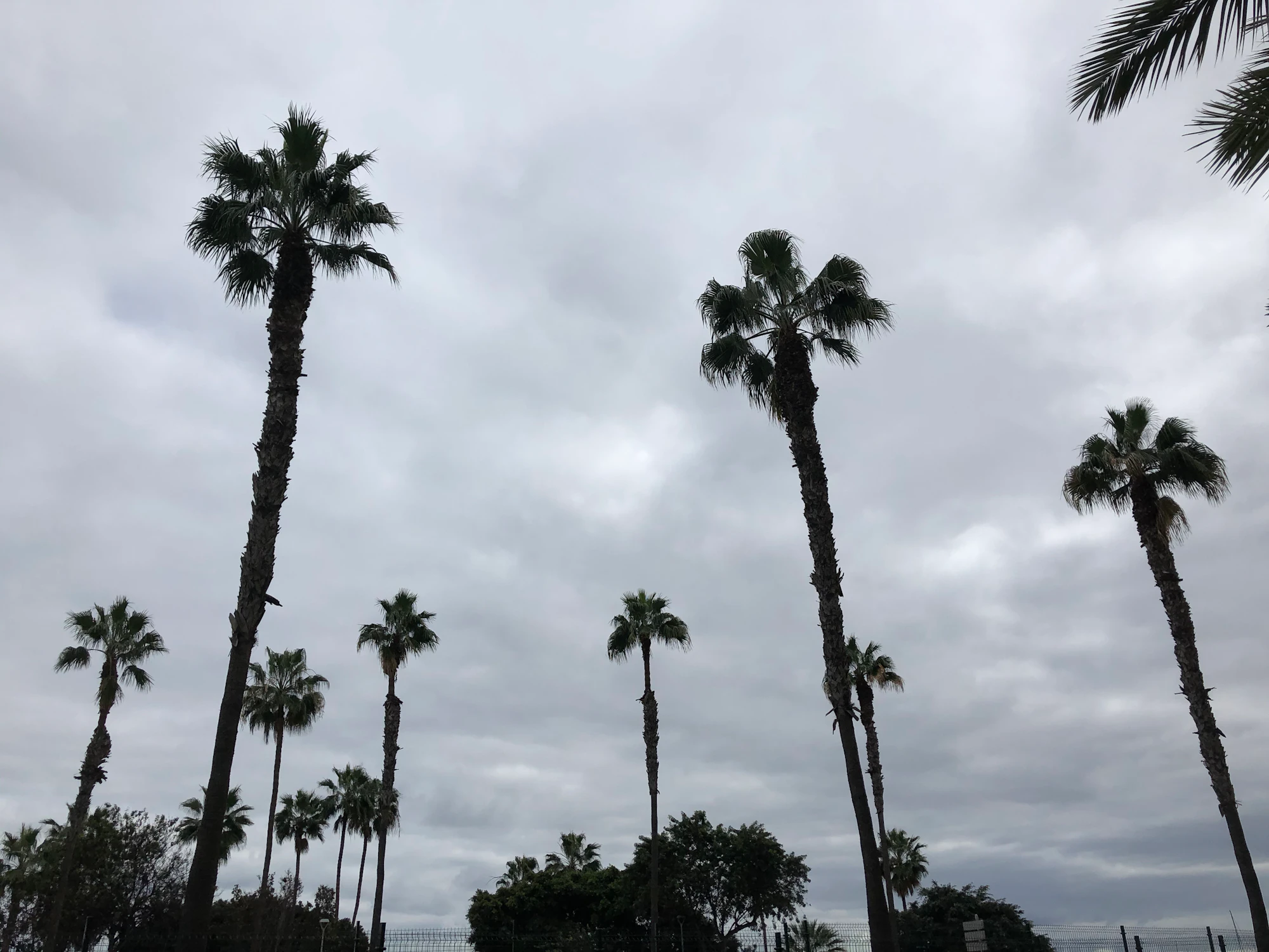 Green palm trees under white clouds